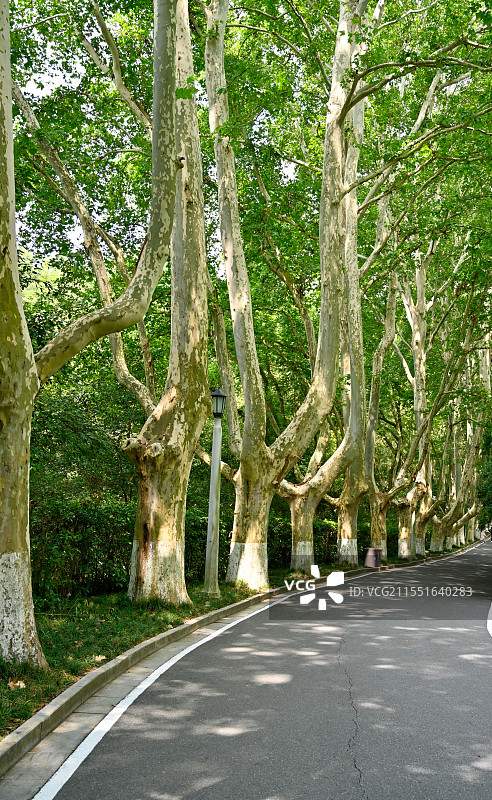 南京绿色梧桐大道夏季图片素材