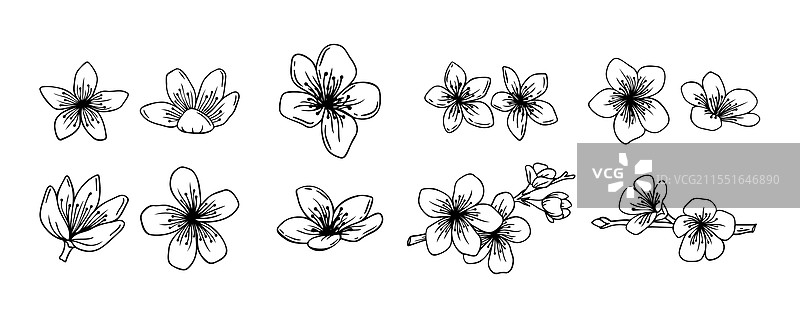 手绘樱花盛开轮廓集图片素材