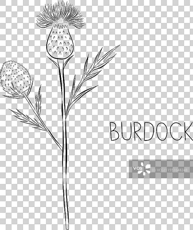 牛蒡花的涂鸦素描图片素材