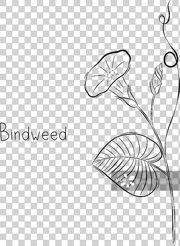 杂乱涂鸦风格的牵牛花素描图片素材