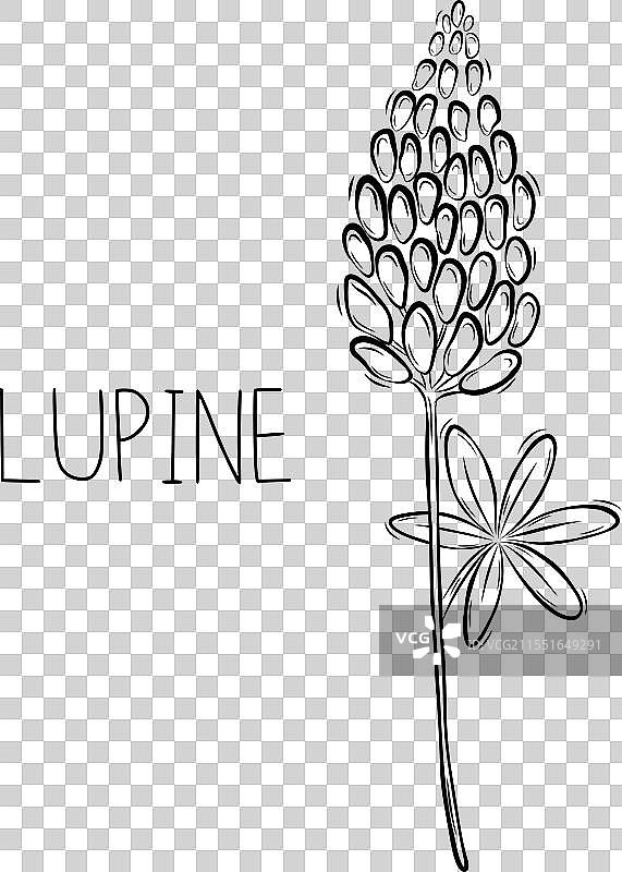 杂乱涂鸦中的紫花苜蓿花素描图片素材