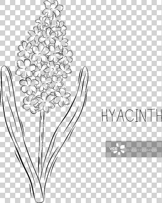 风信子花的涂鸦素描图片素材