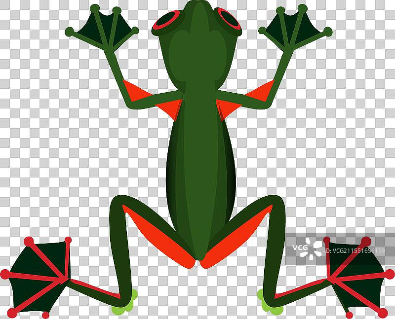 绿色青蛙 热带色彩 两栖动物 野生动物图片素材