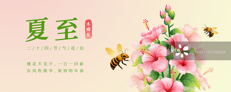 新中式二十四节气夏至和木槿花矢量插画海报图片素材