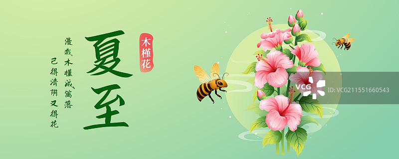 新中式二十四节气夏至和木槿花矢量插画海报图片素材