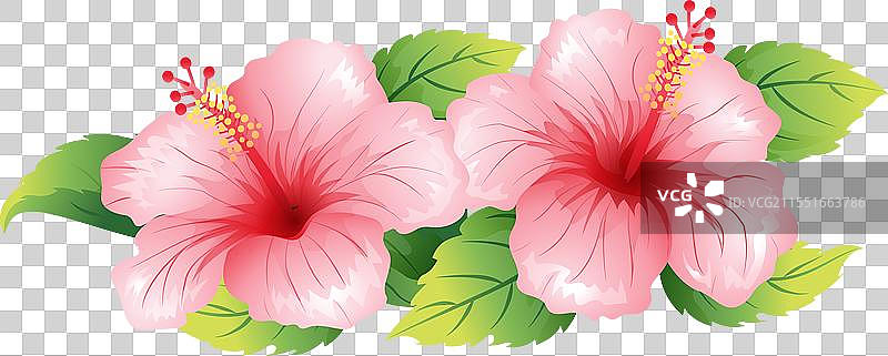 夏至 木槿花插画元素图片素材