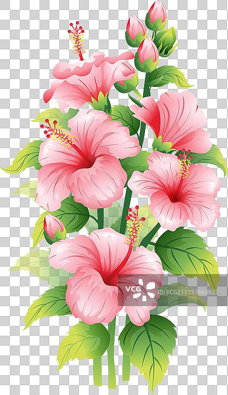 夏至 木槿花插画元素图片素材