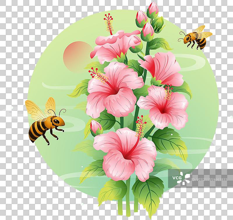 夏至 木槿花插画元素图片素材