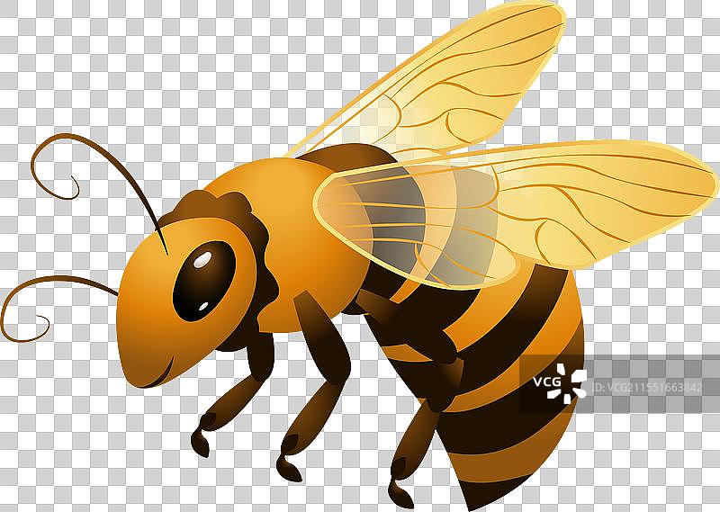 蜜蜂插画元素图片素材