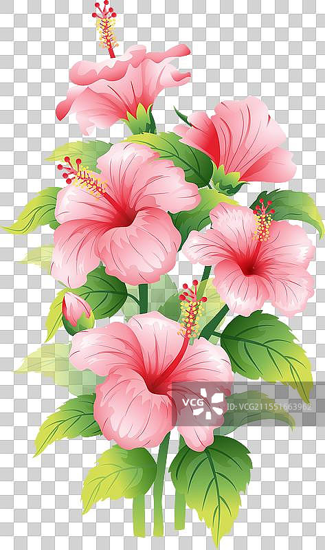 夏至 木槿花插画元素图片素材