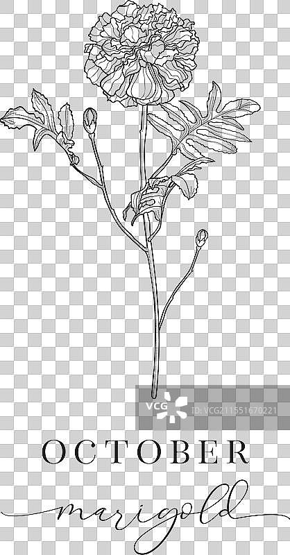 万寿菊十月手绘出生花图片素材