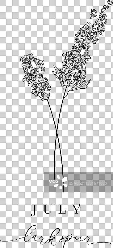 七月的手绘出生花：蓝色飞燕草图片素材