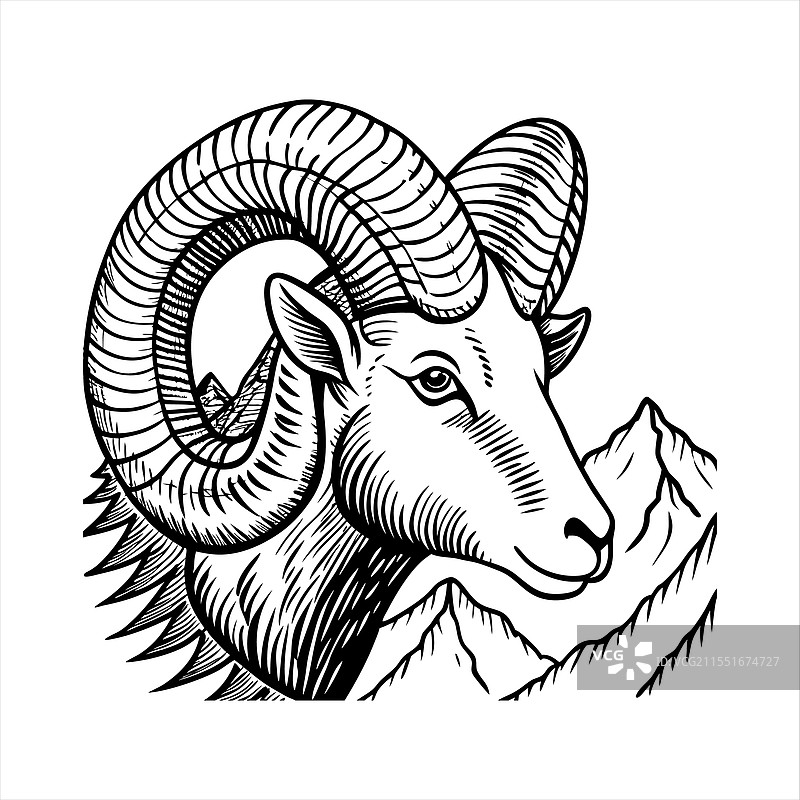 大角羊侧脸特写图片素材