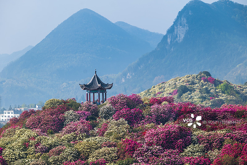 贵州毕节百里杜鹃花海图片素材