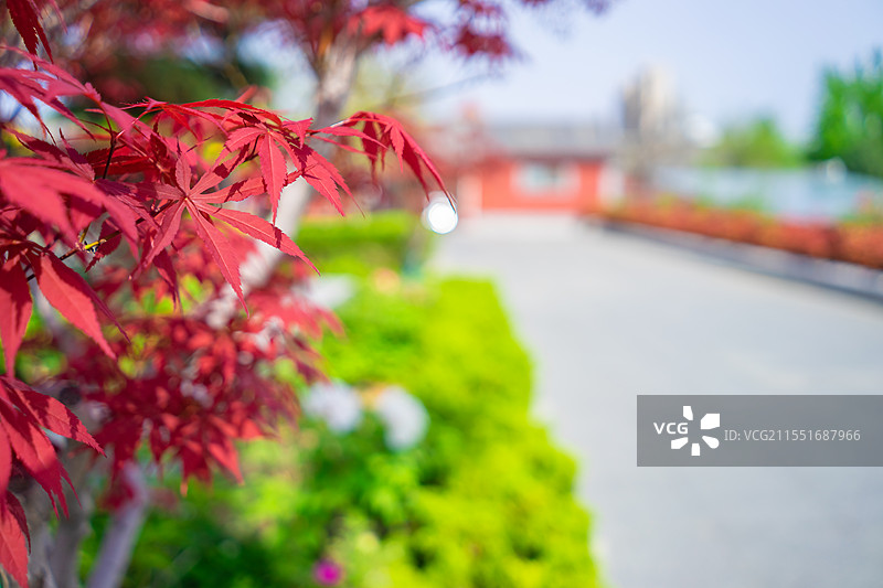 中国野生植物拍摄主题，红色的枫叶前景聚焦选择对焦特写镜头，户外白昼无人图像摄影图片素材