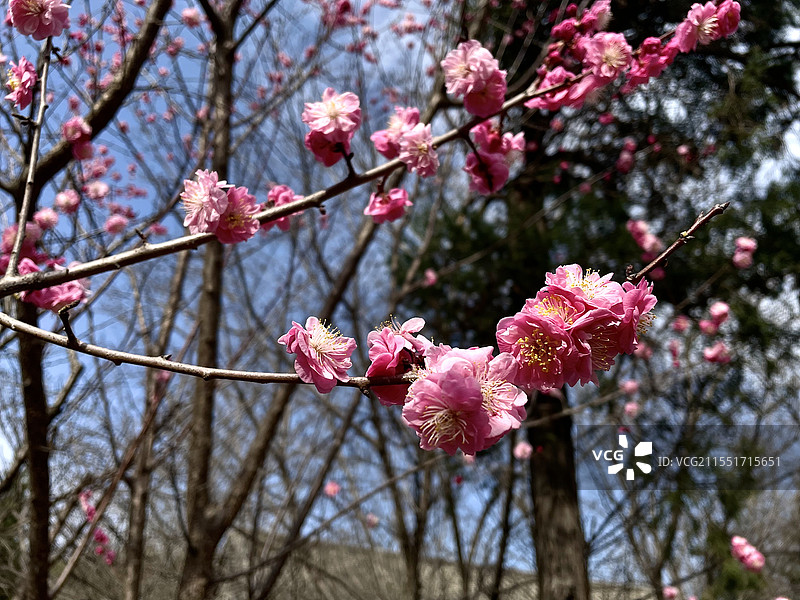 梅花图片素材