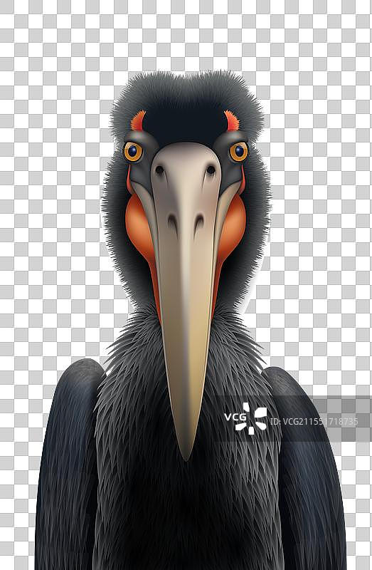 黑鹳鸟的逼真形象图片素材