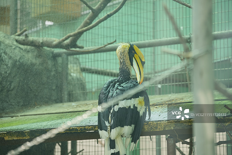 黄弯嘴犀鸟图片素材