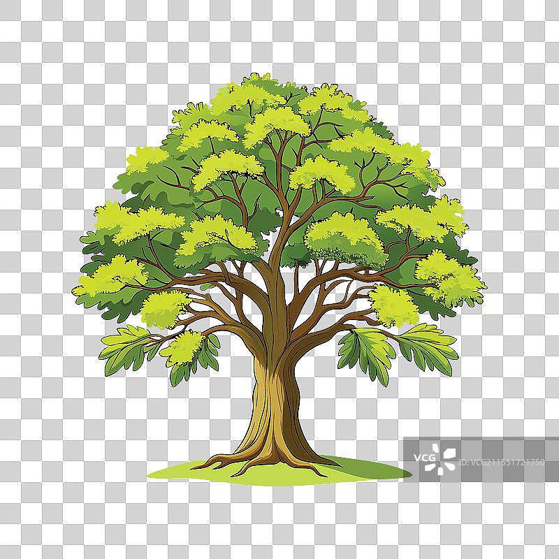 真实的橡树轮廓在白色背景上图片素材