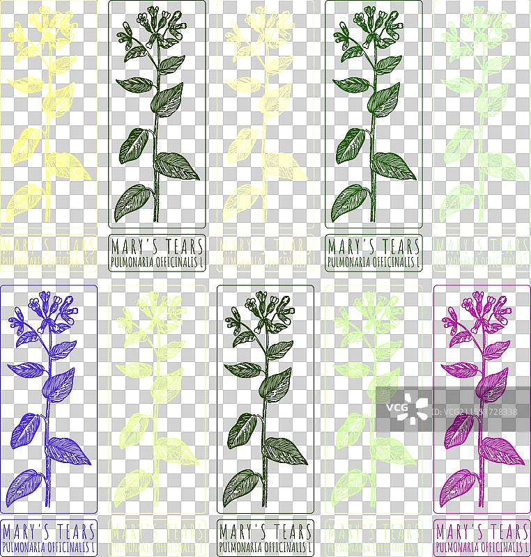 一组用不同颜色绘制的玛丽的眼泪图片素材