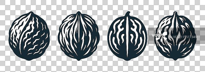 核桃干果轮廓集图片素材