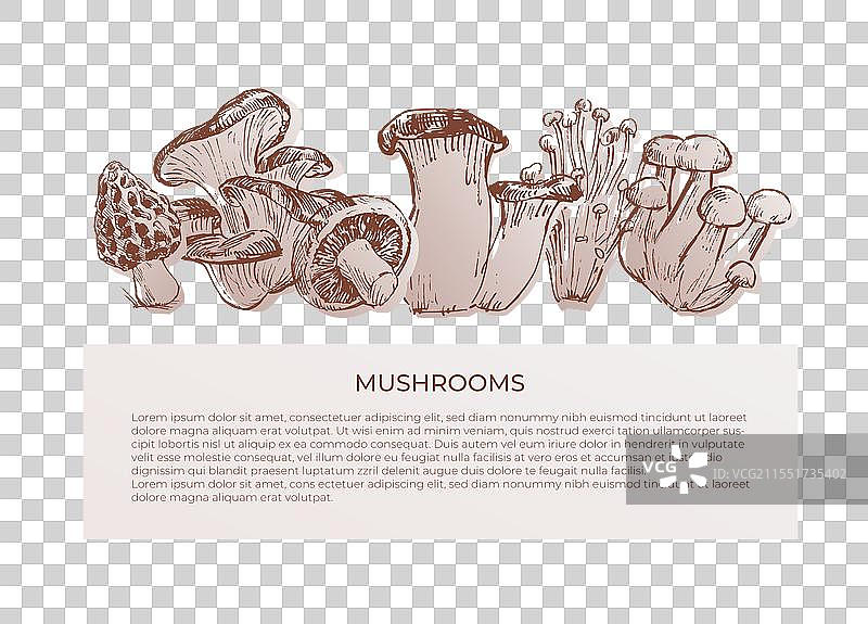 素描蘑菇边框设计图片素材