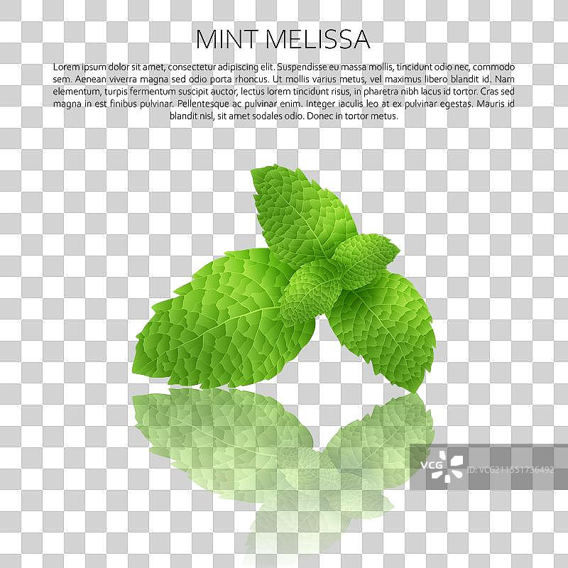 梅丽莎的倒影图片素材