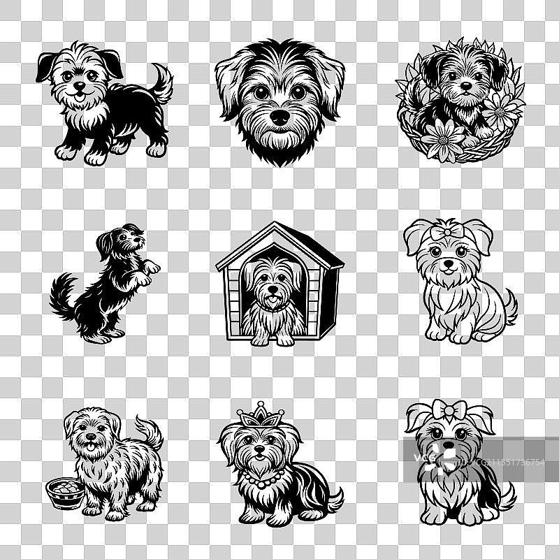 马尔济斯犬图片素材