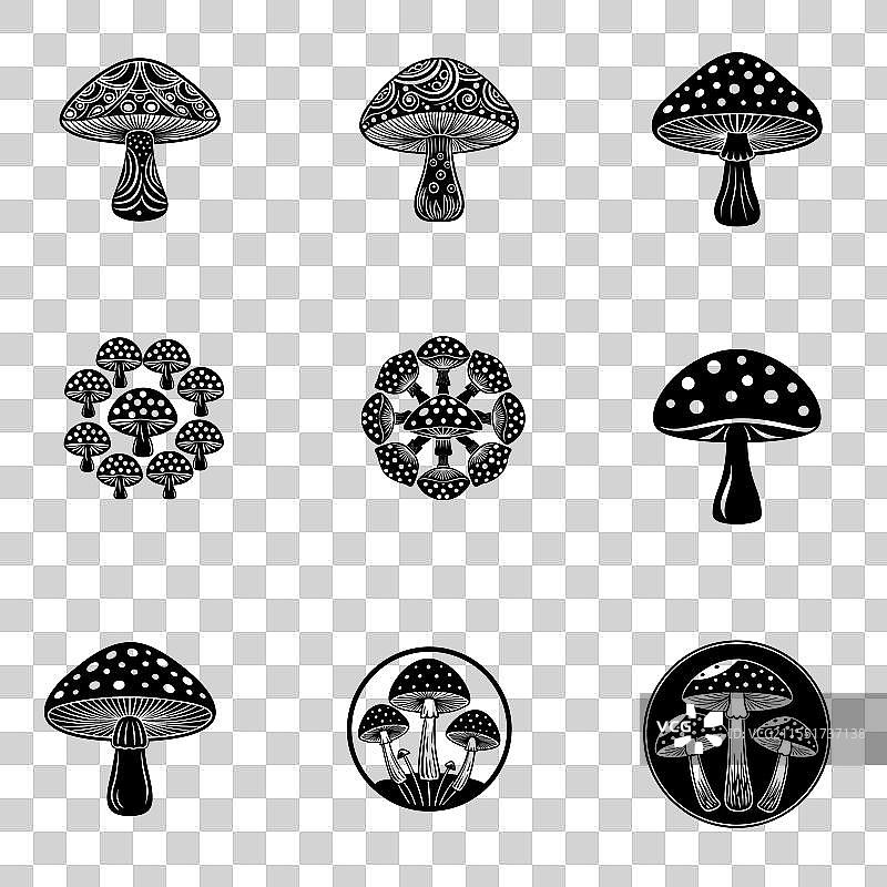 白毒伞蘑菇图片素材