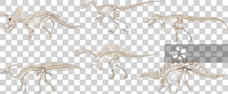 卡通恐龙化石骨架和恐龙头骨图片素材