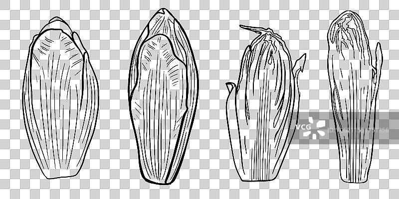 孤立的菊苣半边素描线条艺术图片素材