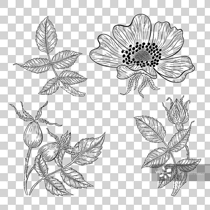 手绘狗玫瑰花轮廓图片素材