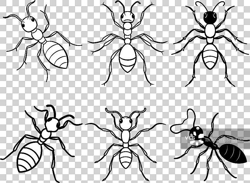 蚂蚁线条艺术束装图片素材
