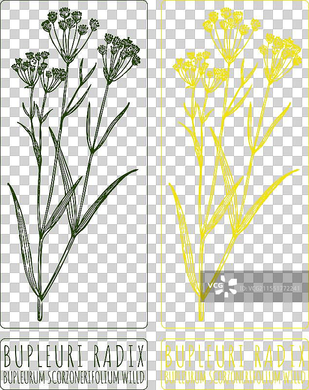 手绘的柴胡根图案图片素材