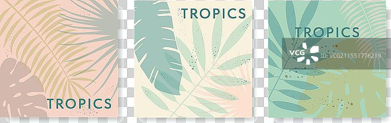 夏季方形背景与热带叶子图片素材