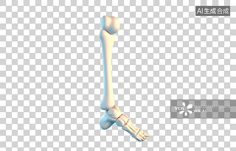 【AI数字艺术】人体腿骨免抠元素图片素材