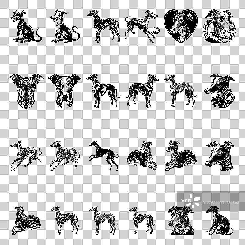 格雷哈OUND犬图片素材