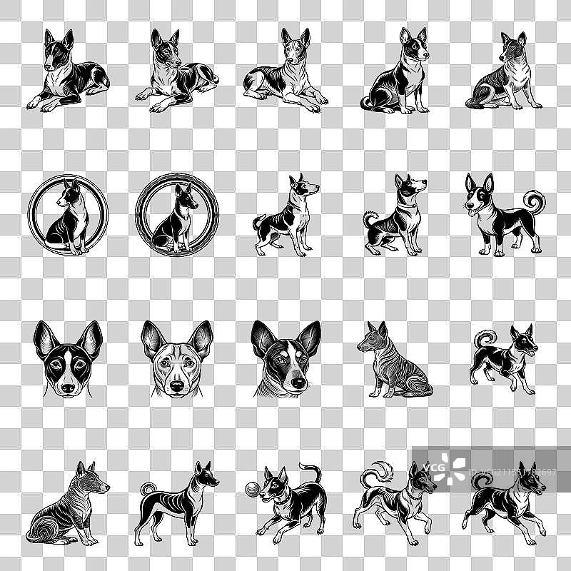 巴森吉犬图片素材