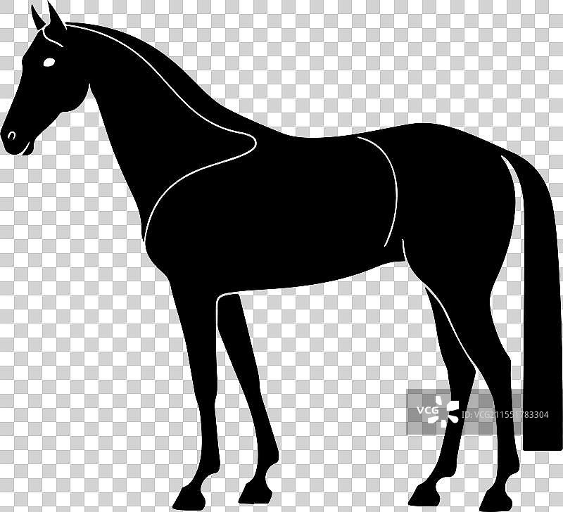 一匹站立的马图片素材