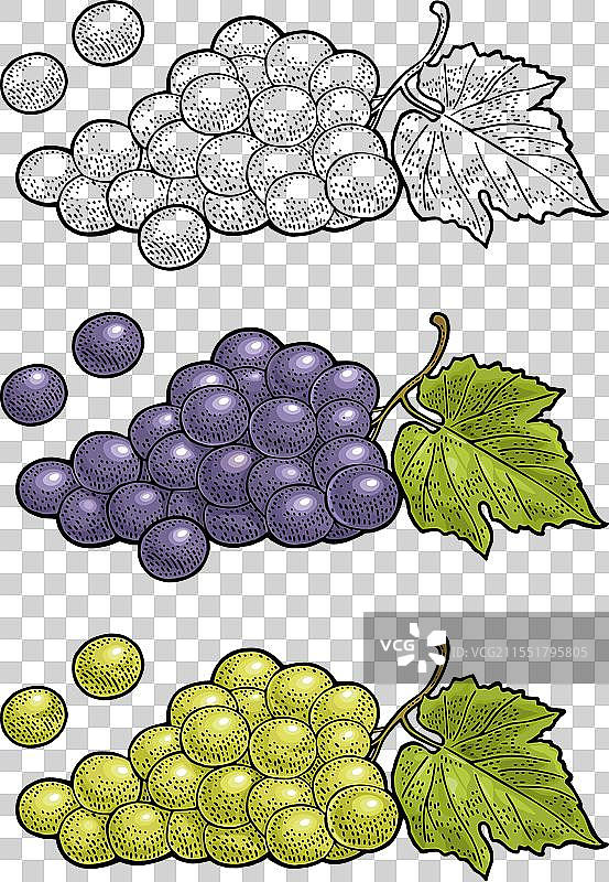 复古风格的葡萄串，带有浆果和叶子图片素材