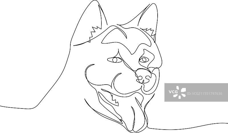 秋田犬，日本犬种，古老品种图片素材