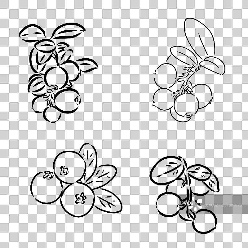 成熟的越橘素描图片素材