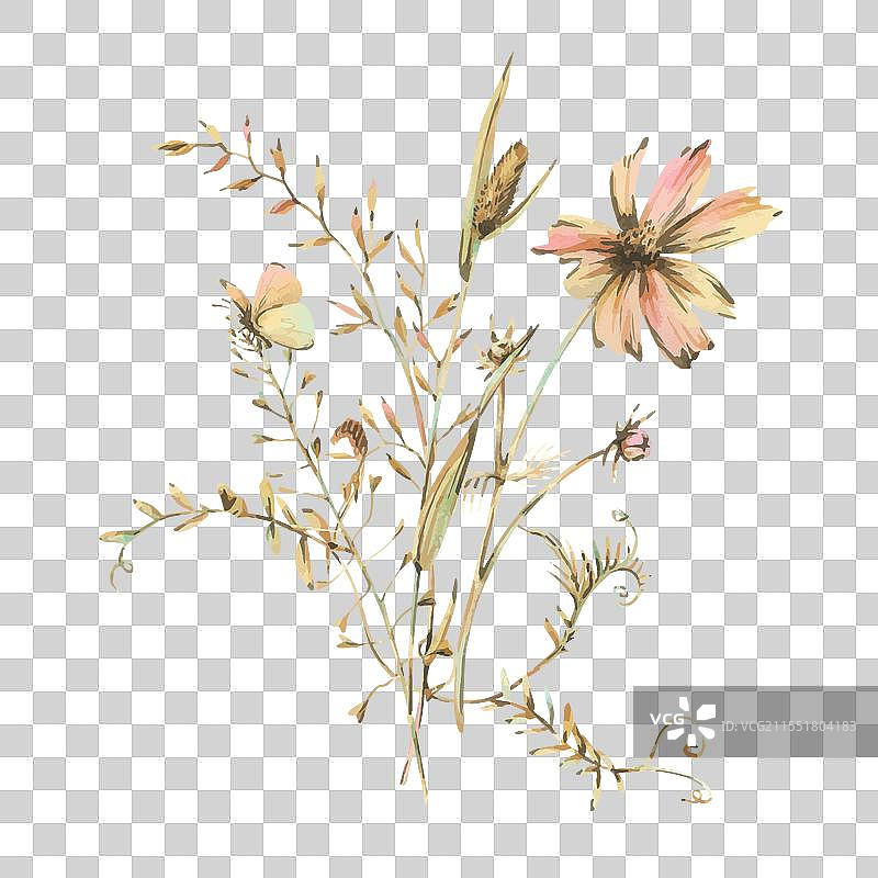 田野草地上的野花和草药，宇宙花图片素材