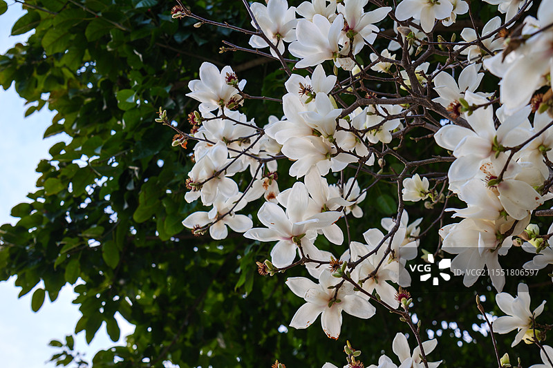 盛开的白色玉兰花特写图片素材