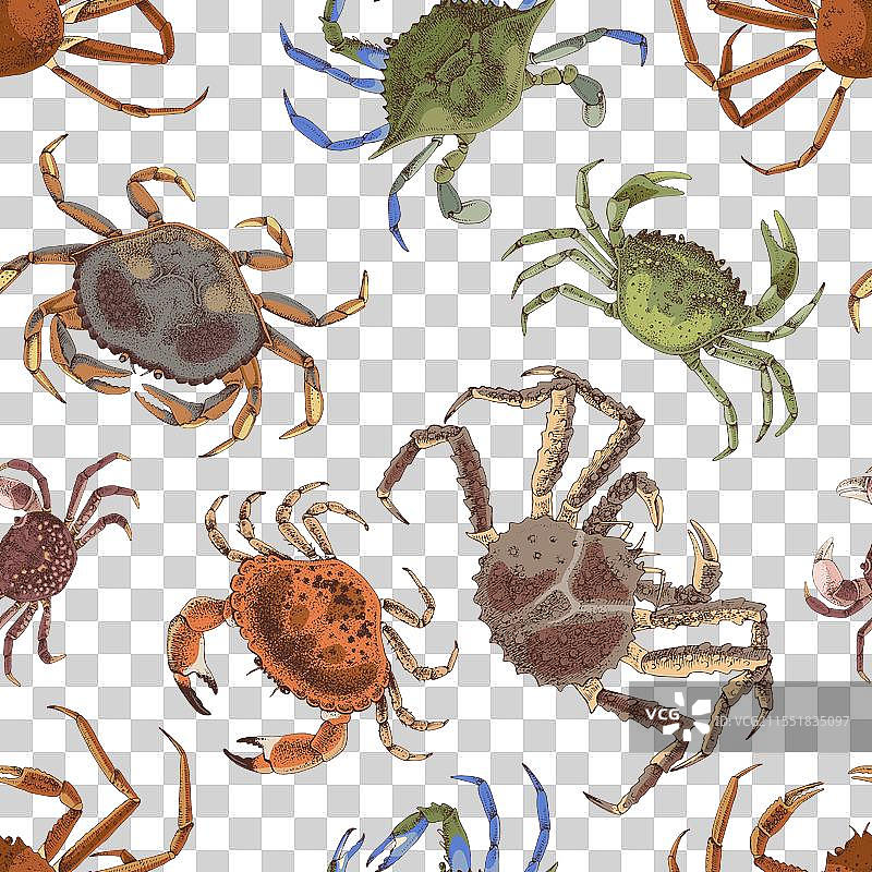 不同种类螃蟹的无缝图案图片素材