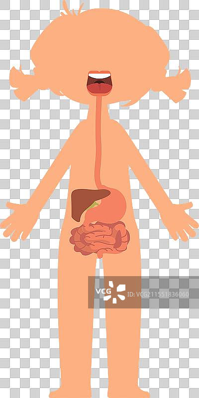 儿童身体形状上的人类消化系统器官图片素材