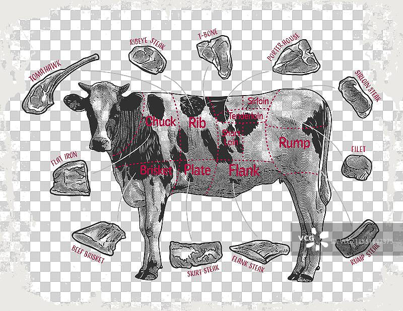 详细的复古风格展示不同的牛肉切割部位图片素材
