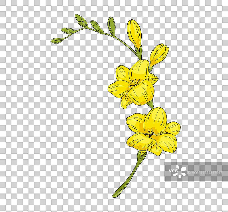 手绘的黄色弗里西亚花枝图片素材
