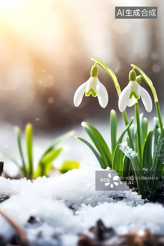 【AI数字艺术】雪地上生长的白色开花植物的特写镜头图片素材