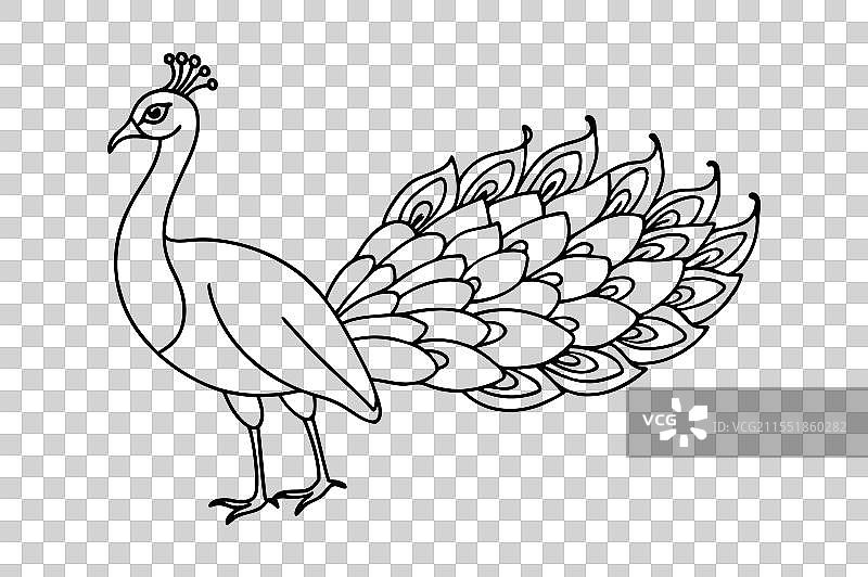 孔雀线条艺术图片素材